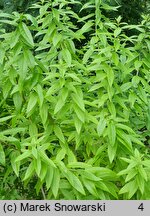 Aloysia citrodora (lippia trójlistna)