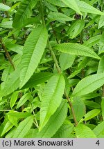 Aloysia citrodora (lippia trójlistna)