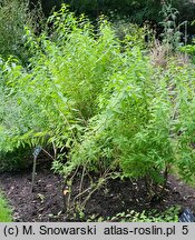 Aloysia citrodora (lippia trójlistna)