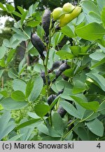 Baptisia tinctoria (baptysja barwierska)