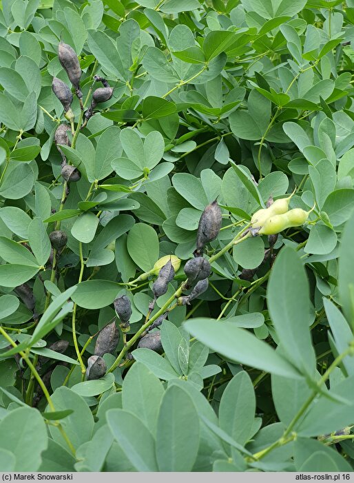 Baptisia tinctoria (baptysja barwierska)