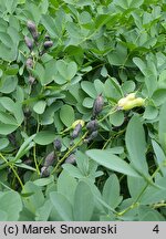 Baptisia tinctoria (baptysja barwierska)