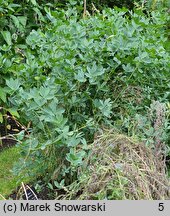 Baptisia tinctoria (baptysja barwierska)