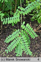 Indigofera tinctoria (indygowiec barwierski)