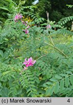 Indigofera tinctoria (indygowiec barwierski)