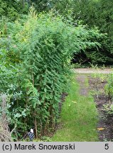 Indigofera tinctoria (indygowiec barwierski)