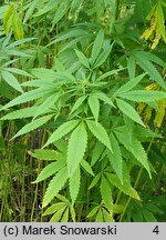 Cannabis sativa (konopie siewne)