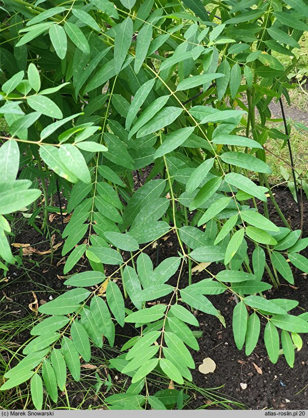 Apocynum venetum ssp. lancifolium (kendyr lancetowaty)