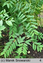 Apocynum venetum ssp. lancifolium (kendyr lancetowaty)