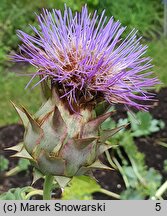 Cynara scolymus (karczoch)