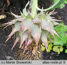 Cynara scolymus (karczoch)