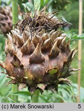 Cynara scolymus (karczoch)