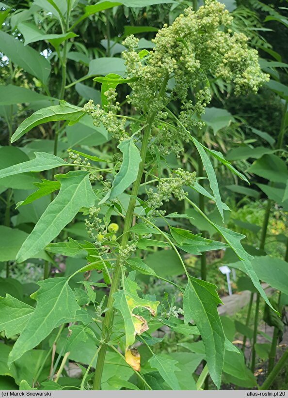 Chenopodium quinoa (komosa ryżowa)