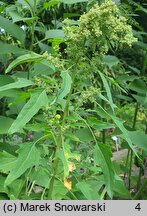 Chenopodium quinoa (komosa ryżowa)