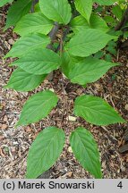 Stachyurus praecox (stachiurek wczesny)