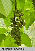 Stachyurus praecox (stachiurek wczesny)