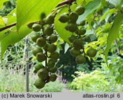 Stachyurus praecox (stachiurek wczesny)