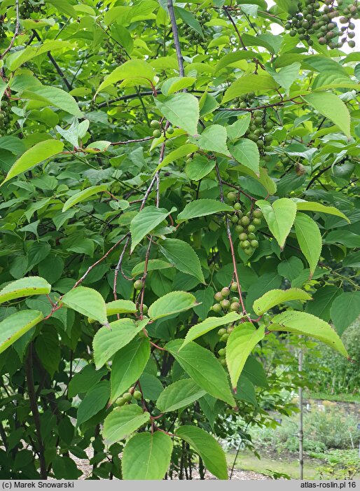 Stachyurus praecox (stachiurek wczesny)