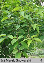 Stachyurus praecox (stachiurek wczesny)