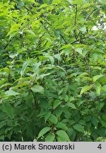 Stachyurus praecox (stachiurek wczesny)