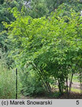 Stachyurus praecox (stachiurek wczesny)