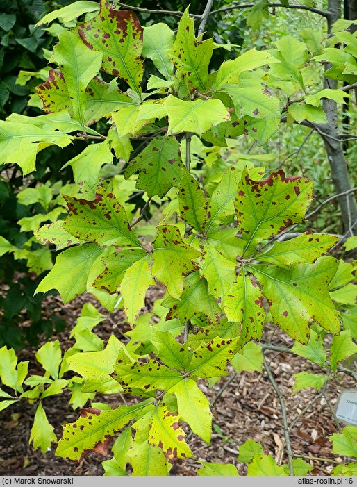 Quercus ilicifolia (dąb niedźwiedzi)