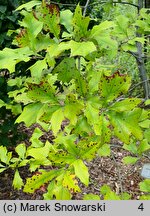 Quercus ilicifolia (dąb niedźwiedzi)