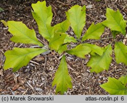 Quercus ilicifolia (dąb niedźwiedzi)