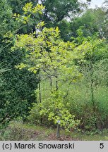 Quercus ilicifolia (dąb niedźwiedzi)