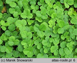 Potentilla sterilis (pięciornik płonny)