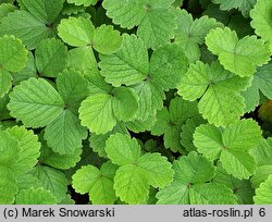 Potentilla sterilis (pięciornik płonny)