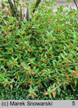 Cuphea ignea (kufea ognista)