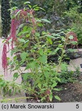 Amaranthus caudatus (szarłat zwisły)