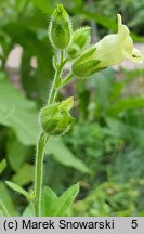 Nicotiana rustica (tytoń bakun)