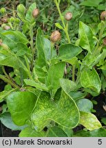 Nicotiana rustica (tytoń bakun)