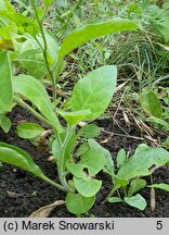 Nicotiana rustica (tytoń bakun)