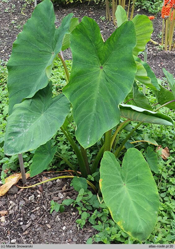 Colocasia esculenta (kolokazja jadalna)