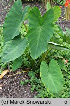 Colocasia esculenta (kolokazja jadalna)