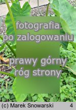 Colocasia esculenta (kolokazja jadalna)