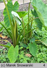 Colocasia esculenta (kolokazja jadalna)