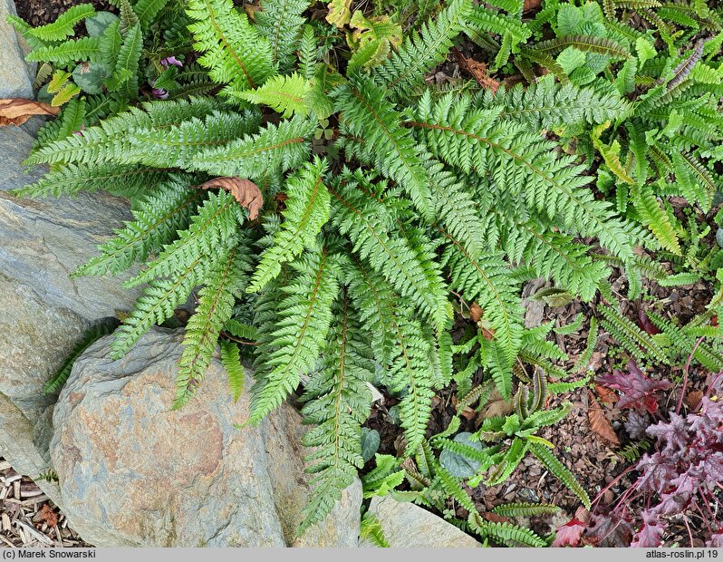 Polystichum Spiny Holly