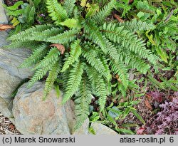 Polystichum Spiny Holly