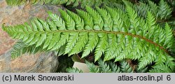 Polystichum Spiny Holly