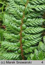 Polystichum Spiny Holly