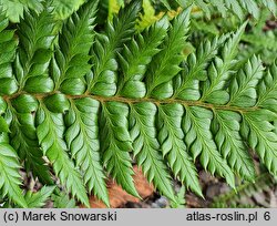 Polystichum Spiny Holly