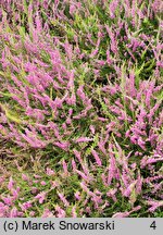 Calluna vulgaris Allegretto