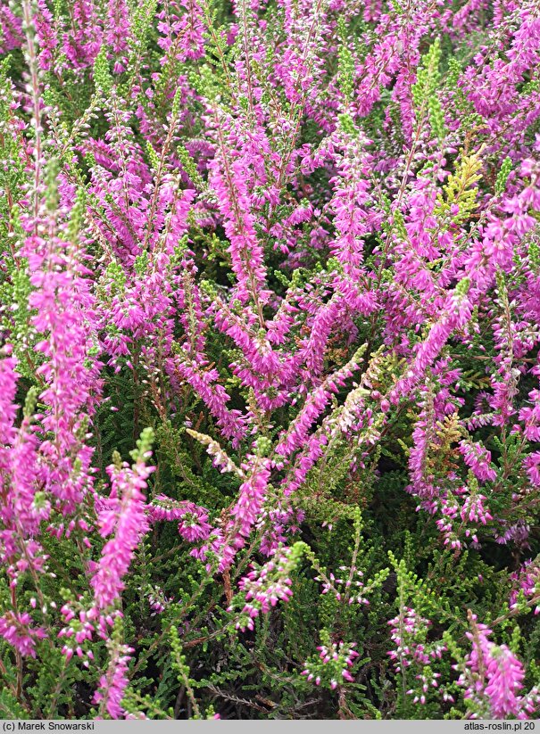 Calluna vulgaris Allegretto