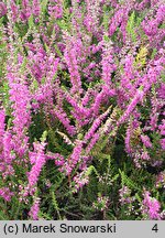 Calluna vulgaris Allegretto