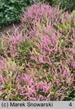 Calluna vulgaris Allegretto