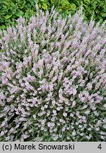Calluna vulgaris Grizabella